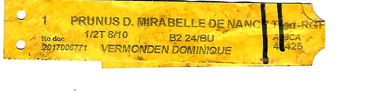 Prunus D.Mirabelle de Nancy.jpg